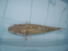 Killikus&reg; Fotographie